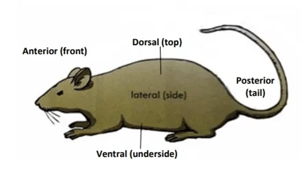 Diagram of a mouse labeled with anatomical directions: anterior (front), posterior (tail), dorsal (top), ventral (underside), and lateral (side).