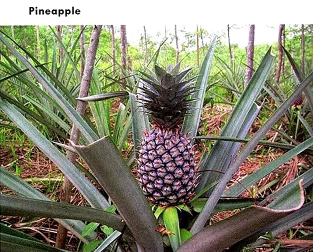 Pineapple plant with a developing pineapple fruit at the center, surrounded by long, sword-like leaves in a field setting.
