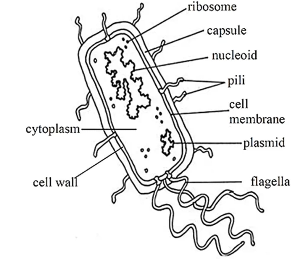 Labeled diagram of a prokaryotic (bacterial) cell showing capsule, cell wall, cell membrane, cytoplasm, nucleoid DNA, plasmid, ribosomes, pili, and flagella.