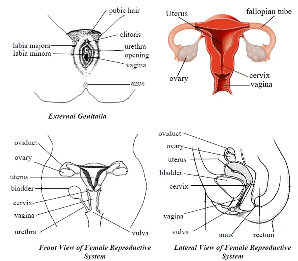 Labeled diagrams of the female reproductive system showing the external genitalia (labia majora and minora, clitoris, urethral opening, vagina, anus), a colored anterior view of uterus with fallopian tubes and ovaries, and black-and-white front and lateral views labeling oviducts, ovaries, uterus, bladder, cervix, vagina, vulva, rectum and anus.