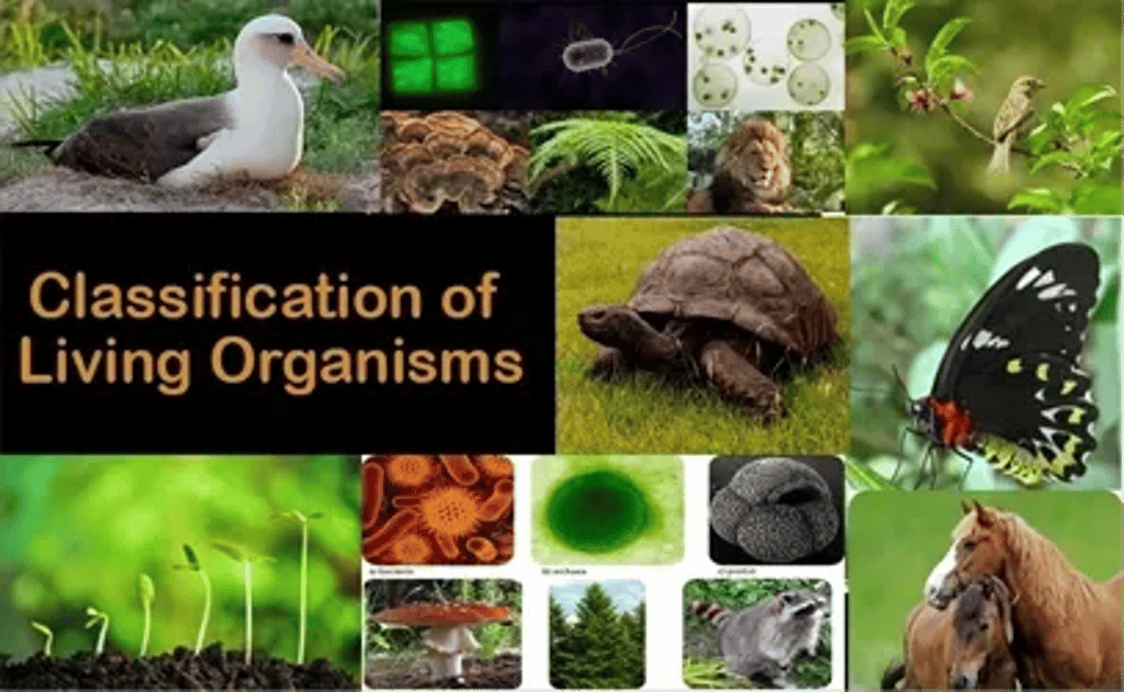 Collage titled ‘Classification of Living Organisms,’ showing biodiversity across animals (bird, turtle, butterfly, horse), plants and seedlings, fungi, protists, and bacteria/micrographs.