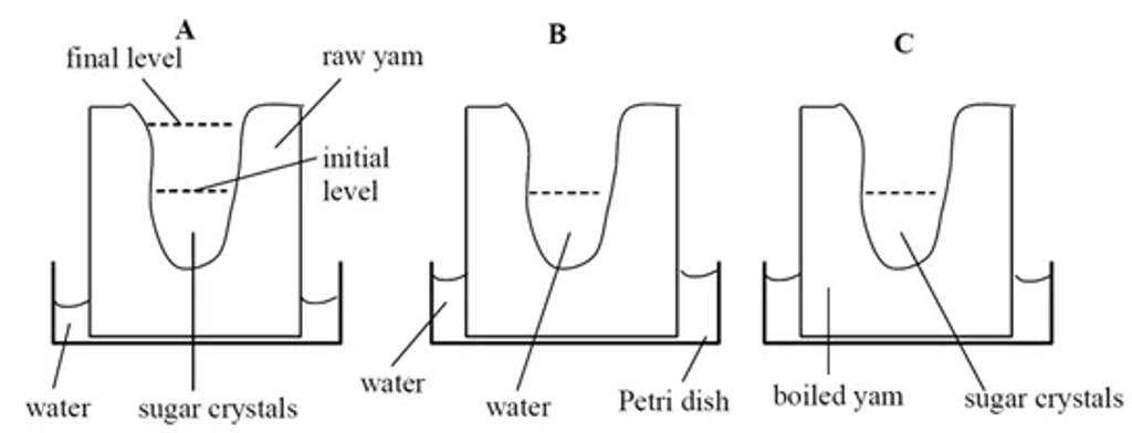 Three-panel diagram showing osmosis using yam cubes in a U-shaped cavity: A) raw yam with sugar crystals draws water in, raising the meniscus from the initial to a higher final level; B) control setup with only water in a Petri dish shows no change; C) boiled yam with sugar crystals shows little or no rise, indicating loss of membrane selectivity after boiling.