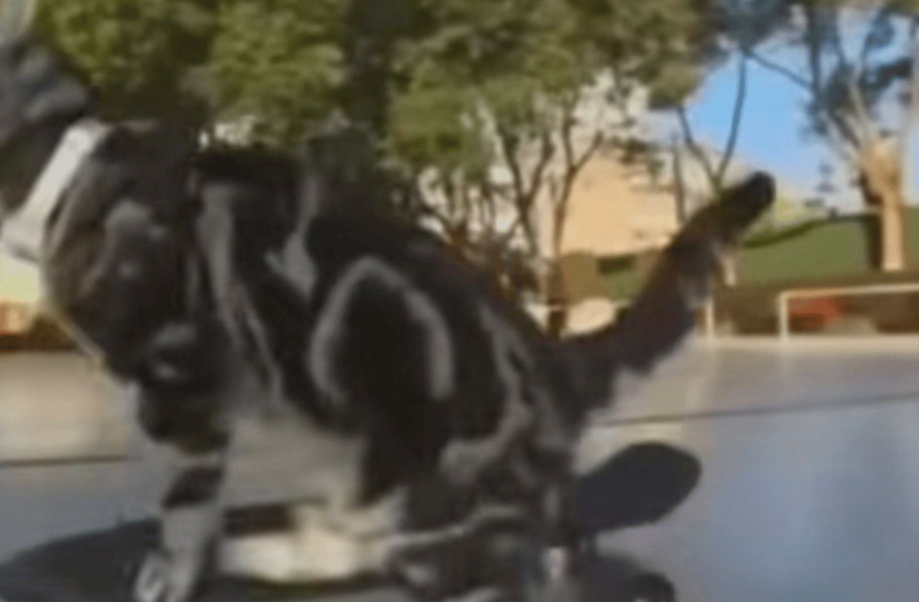 Skateboard kat