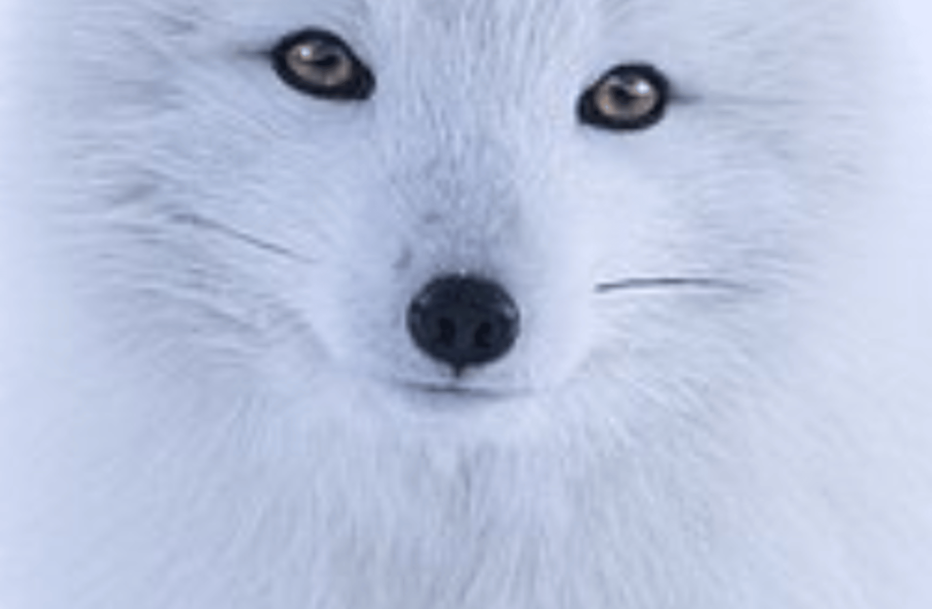 Galaxy the arctic fox