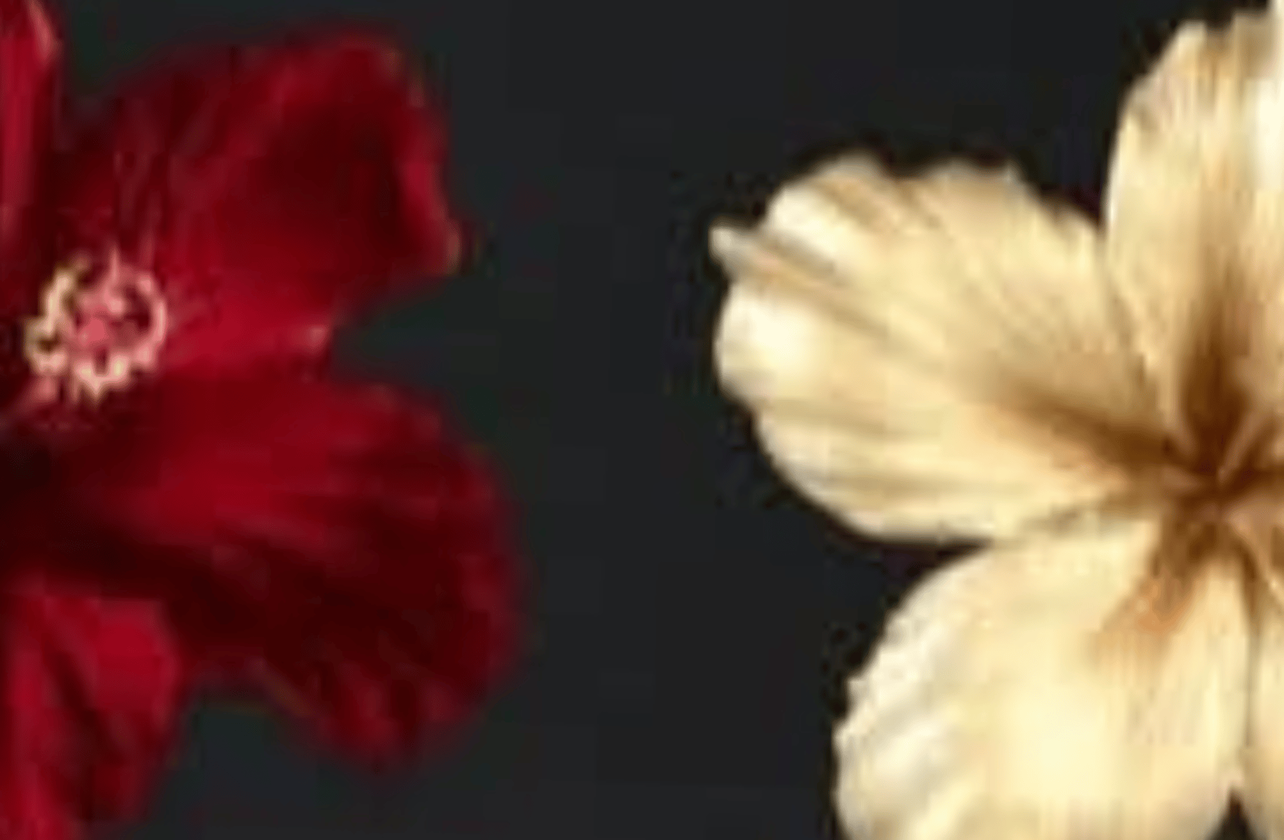 Nishimura Riki