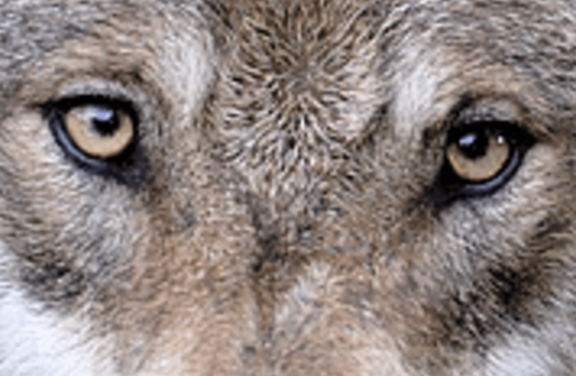 Wolf life