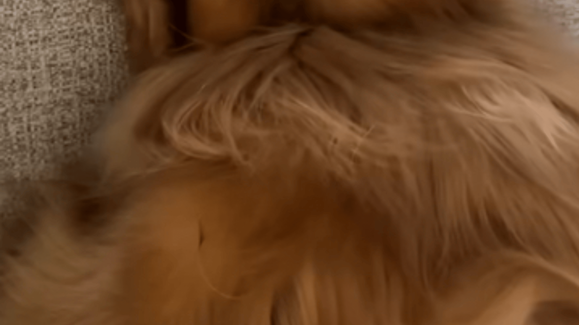 Teddy a Golden Retriever