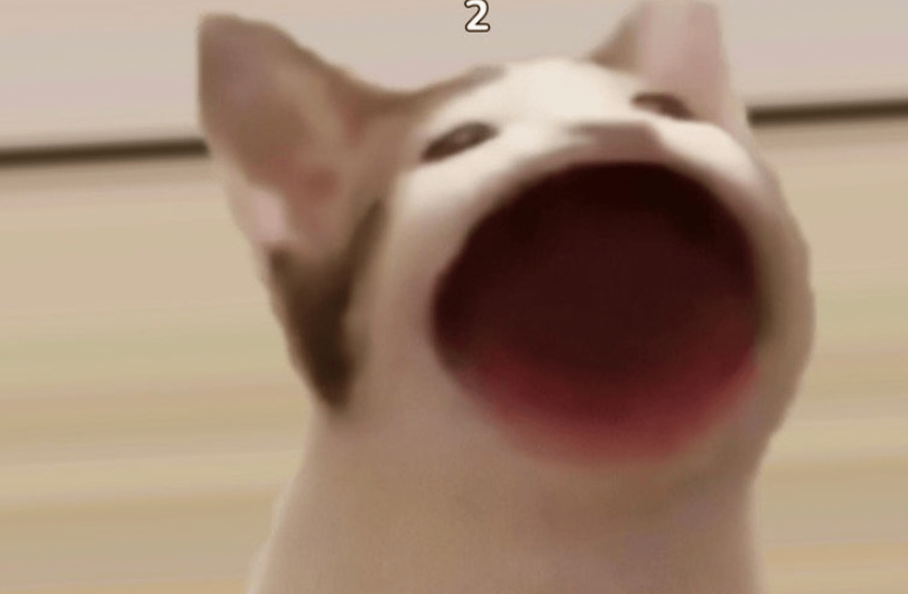 Pop cat