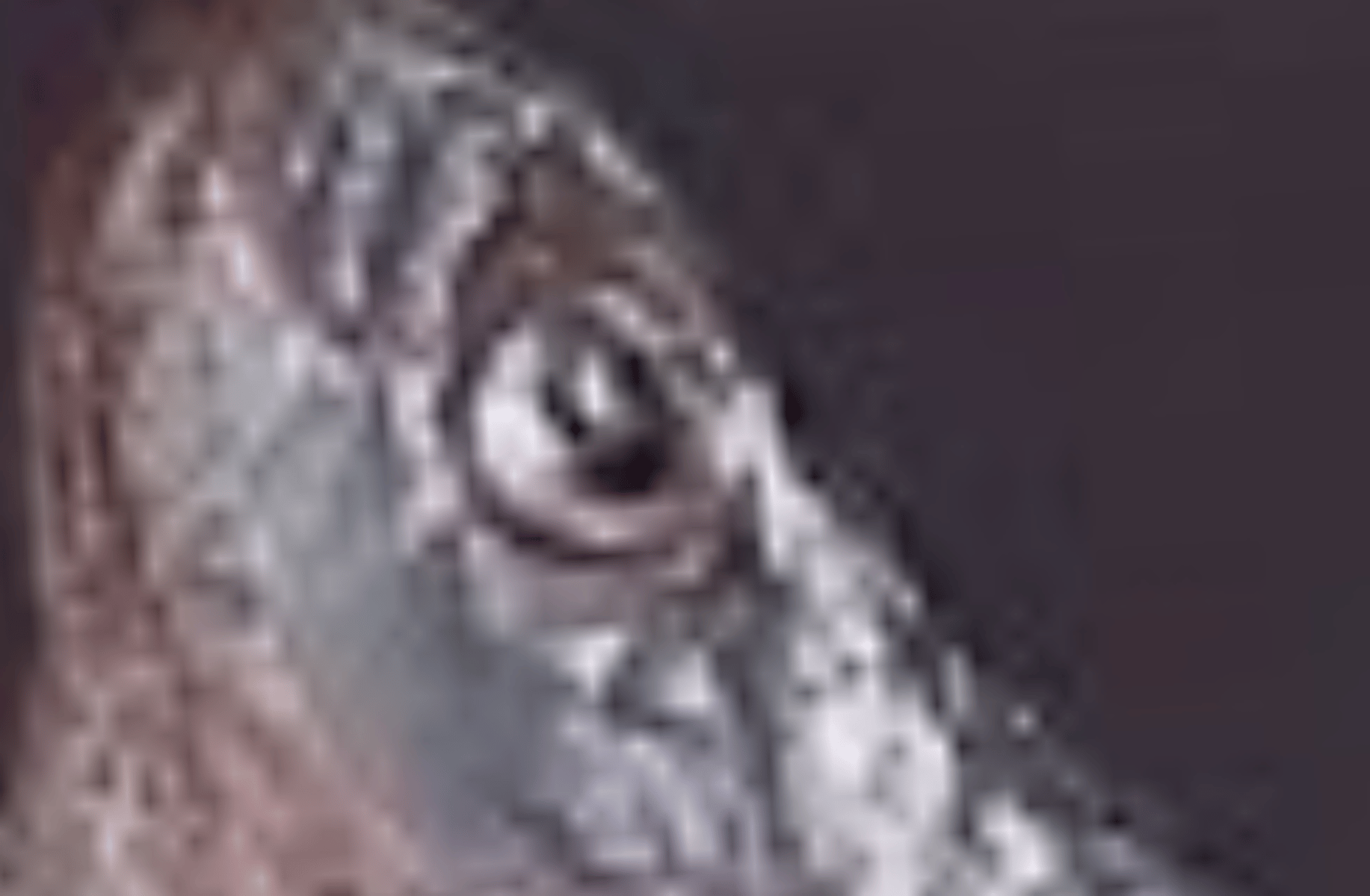Jim