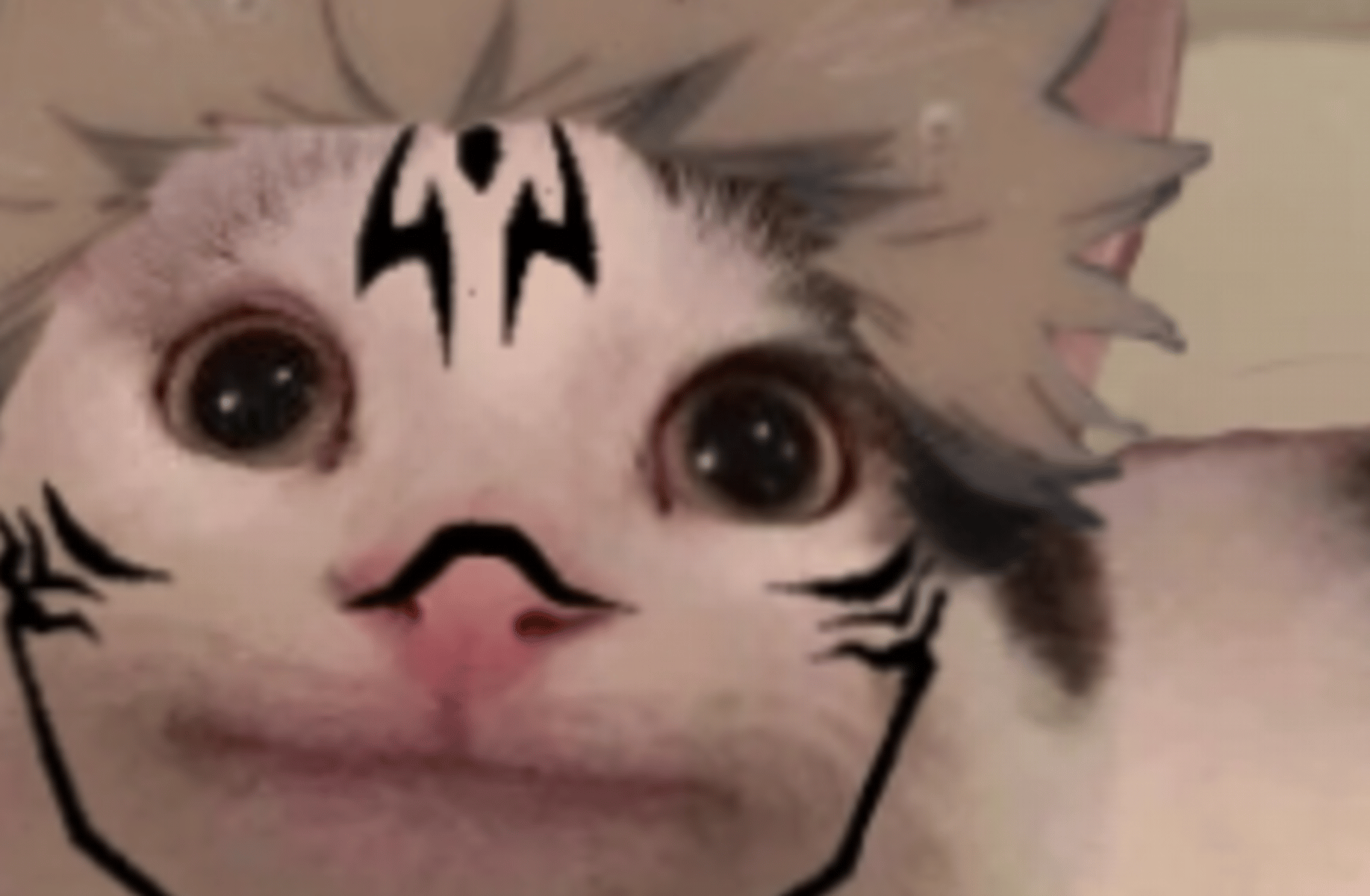 Sukuna cat