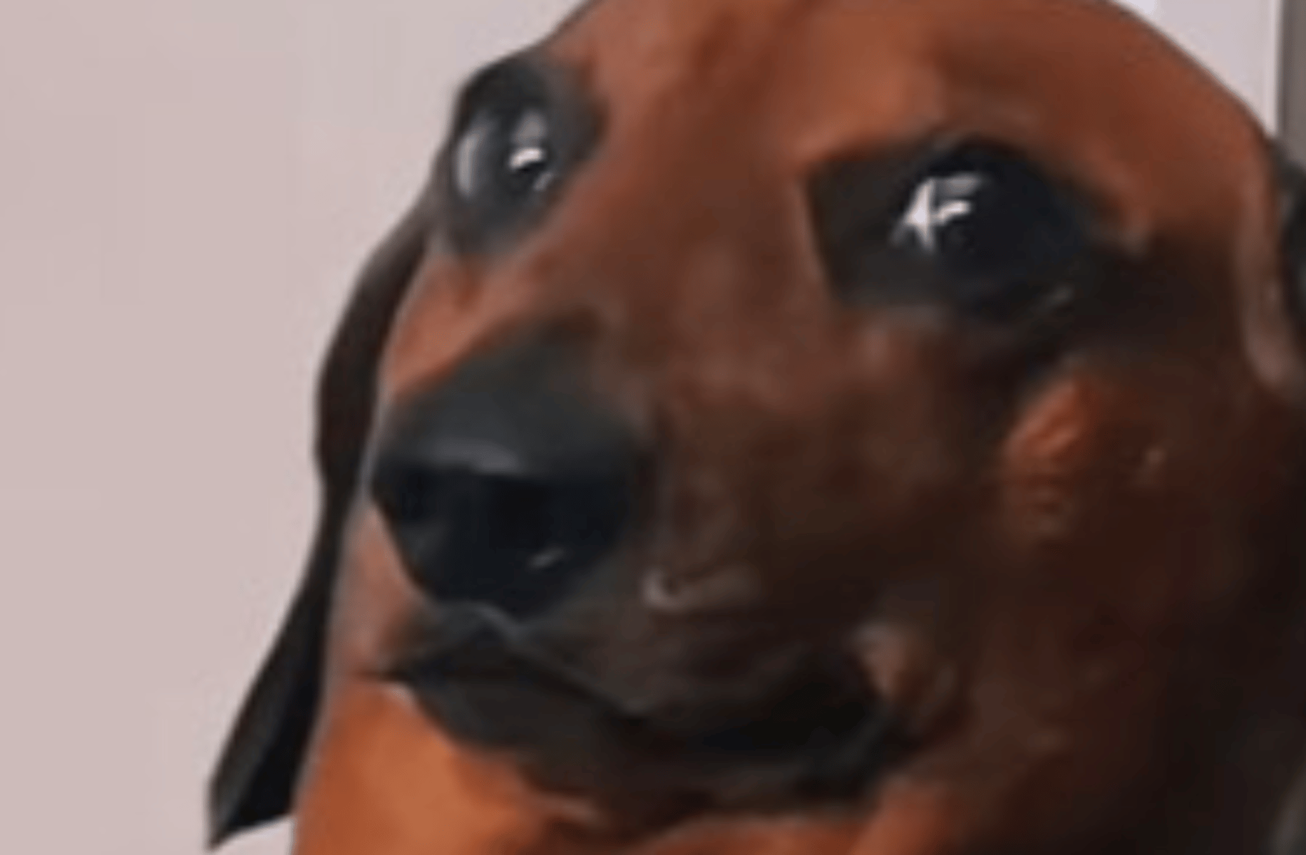 the discord mod