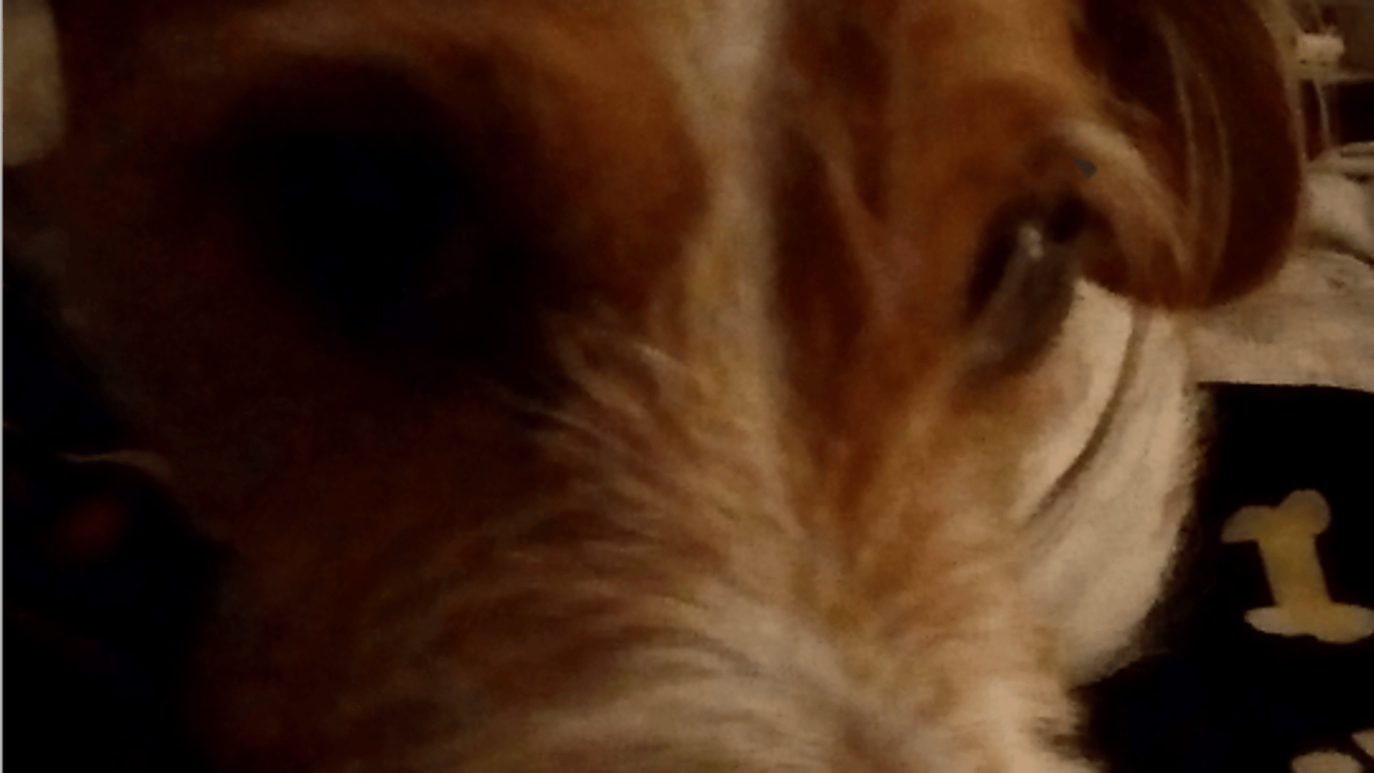Your dog millo