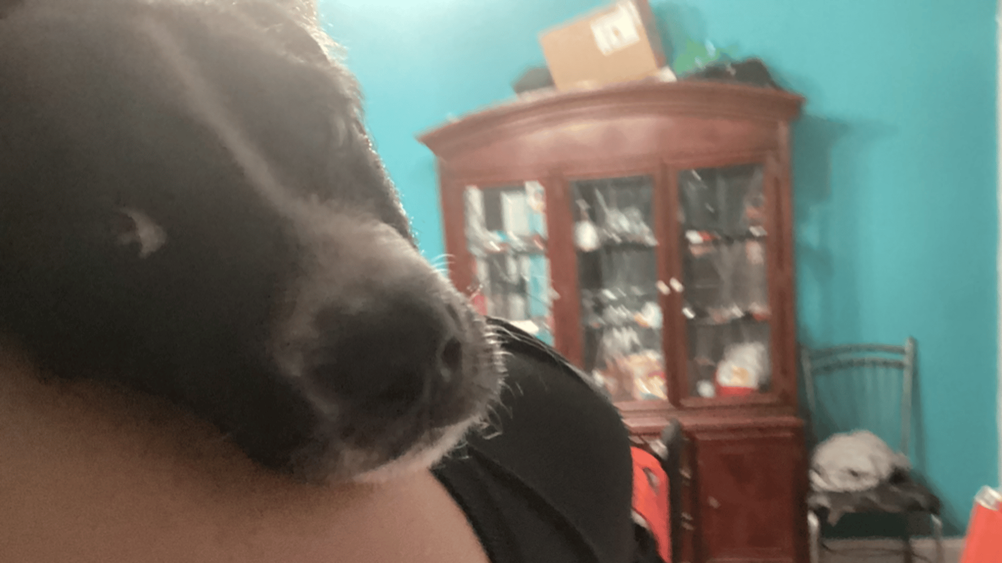 Lilly (my dog)