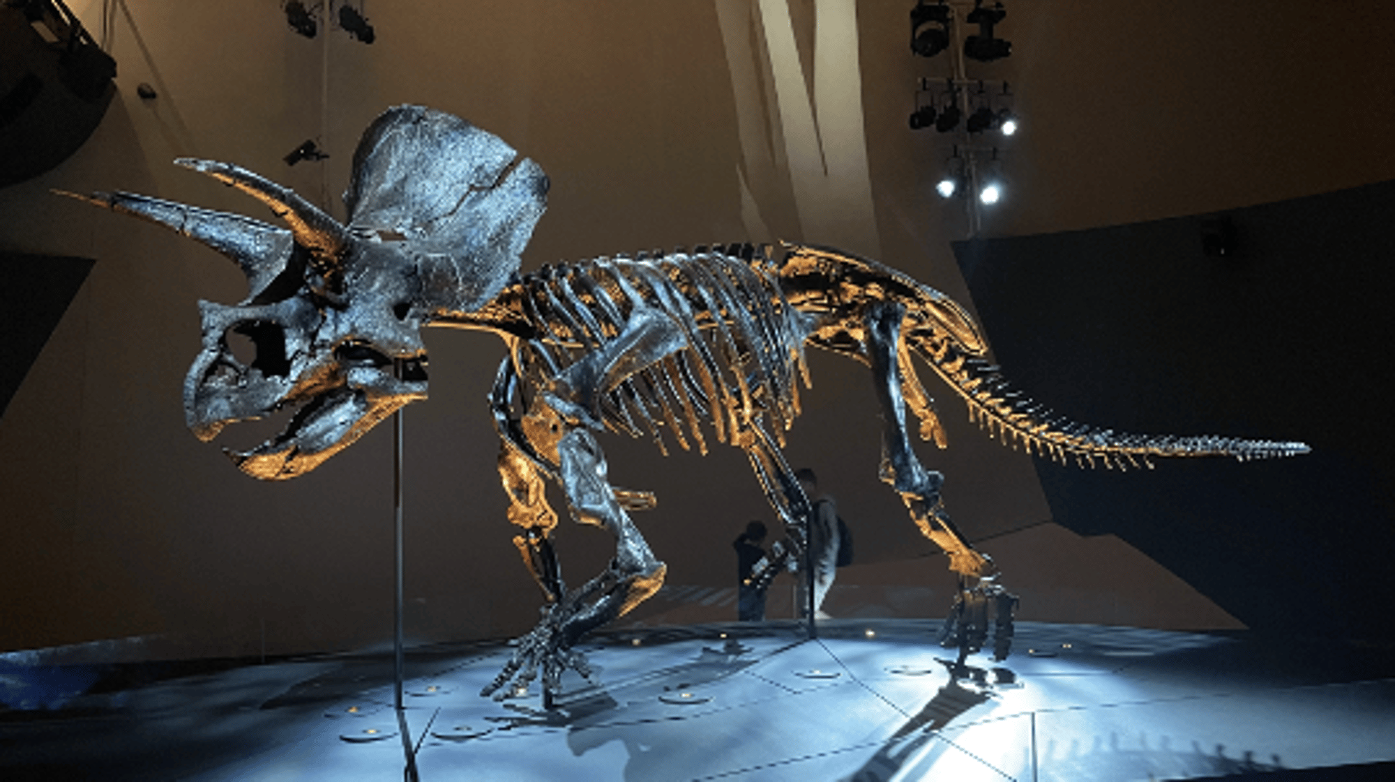 Triceratops (Travis)