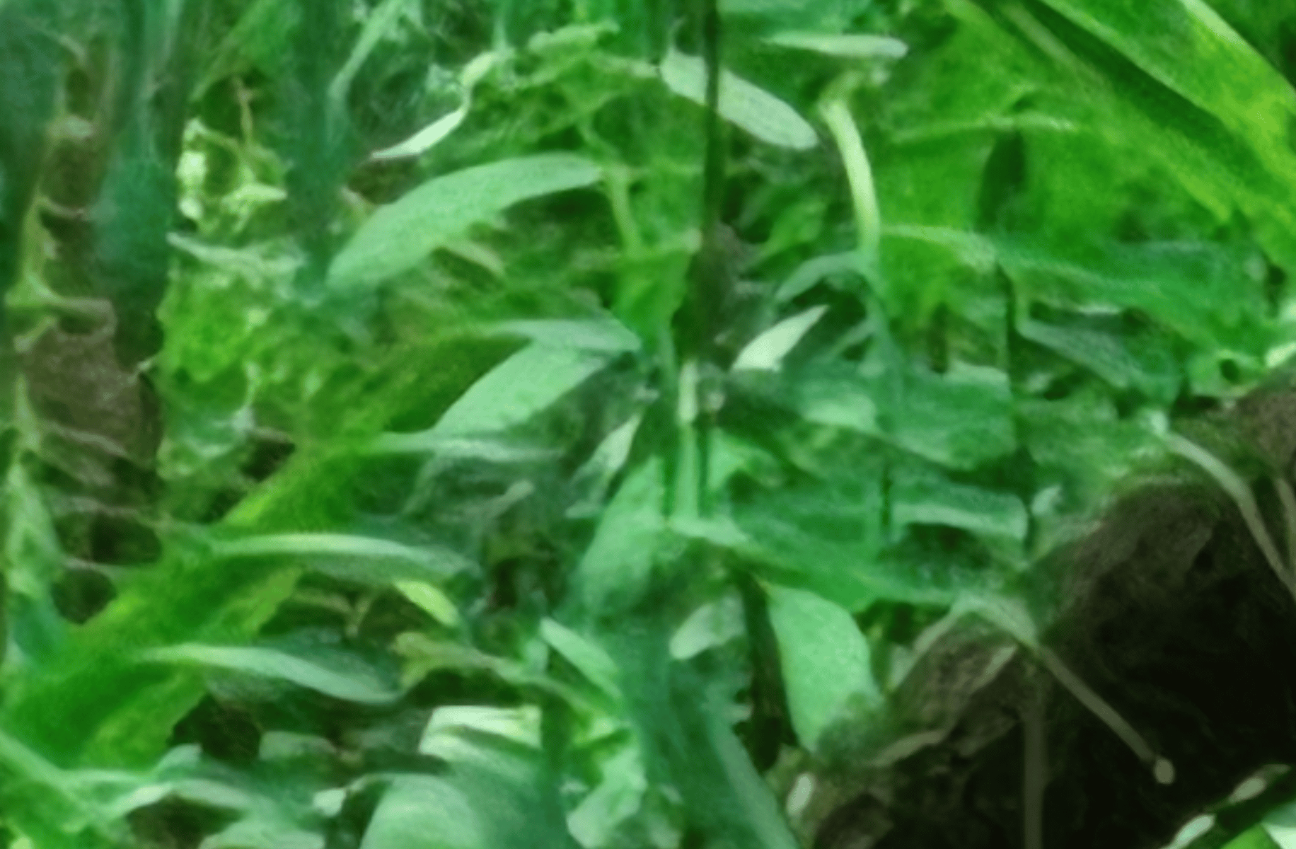 vanny and glitchtrap