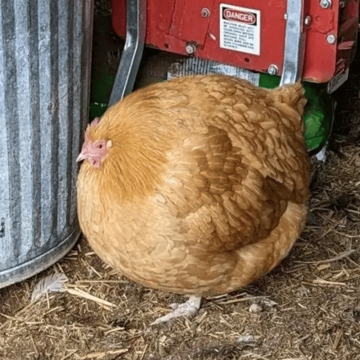 Big Fat Chicken