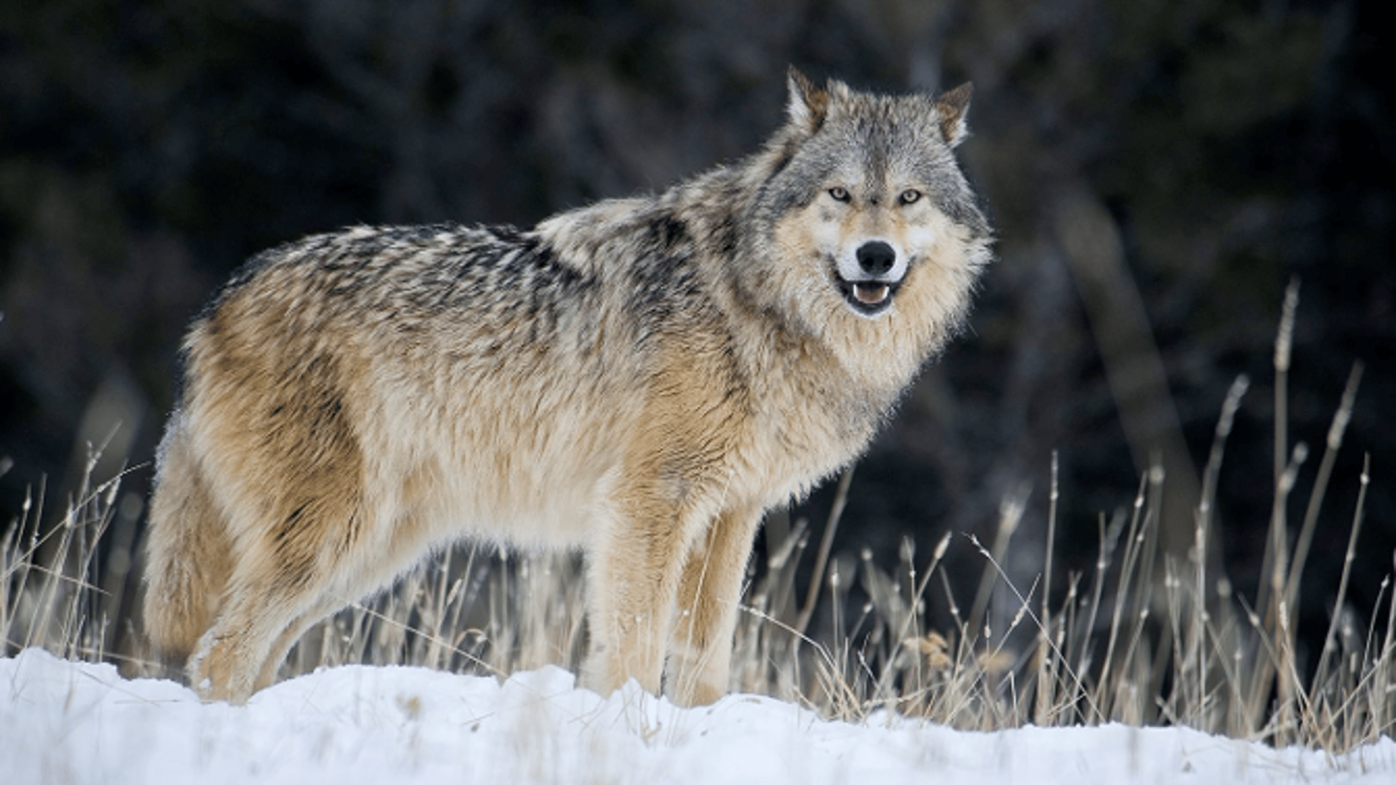 Wolf (Original)