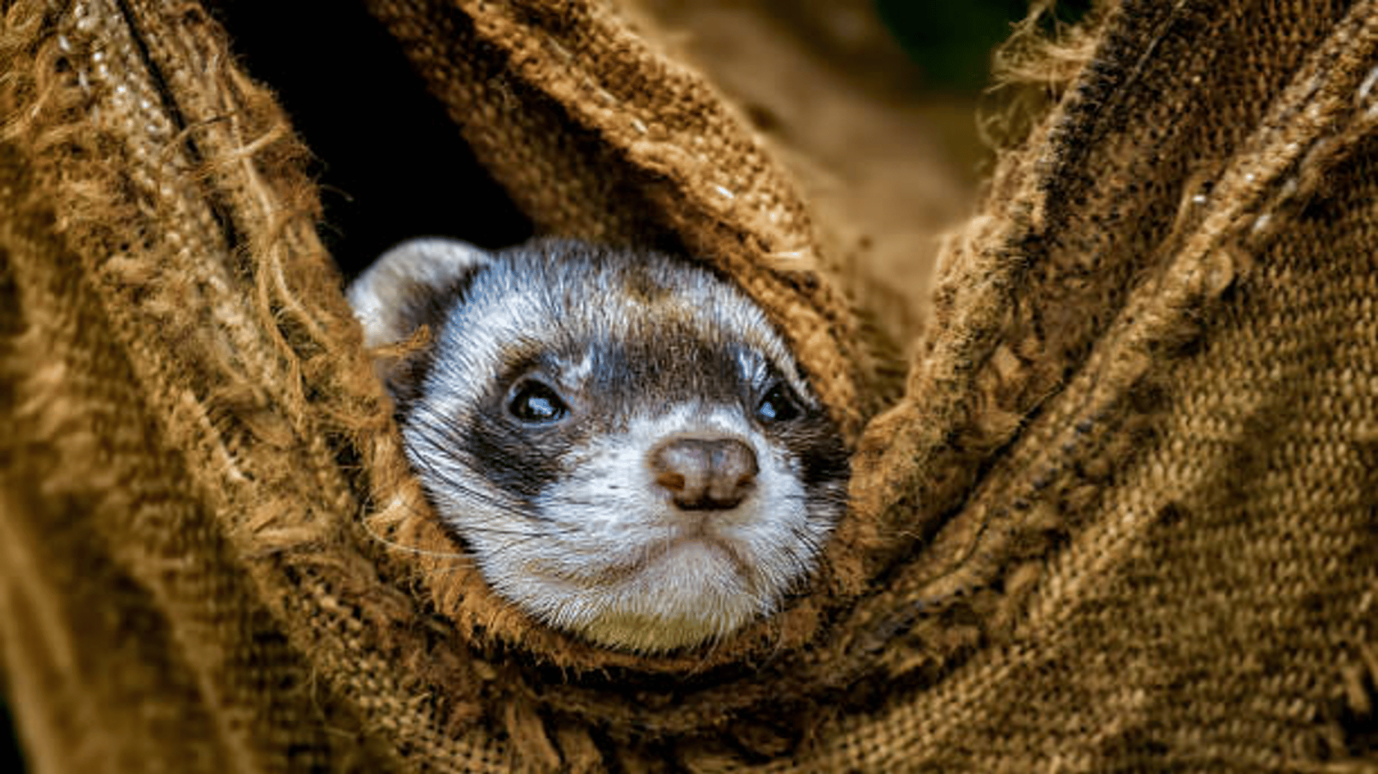 ferret
