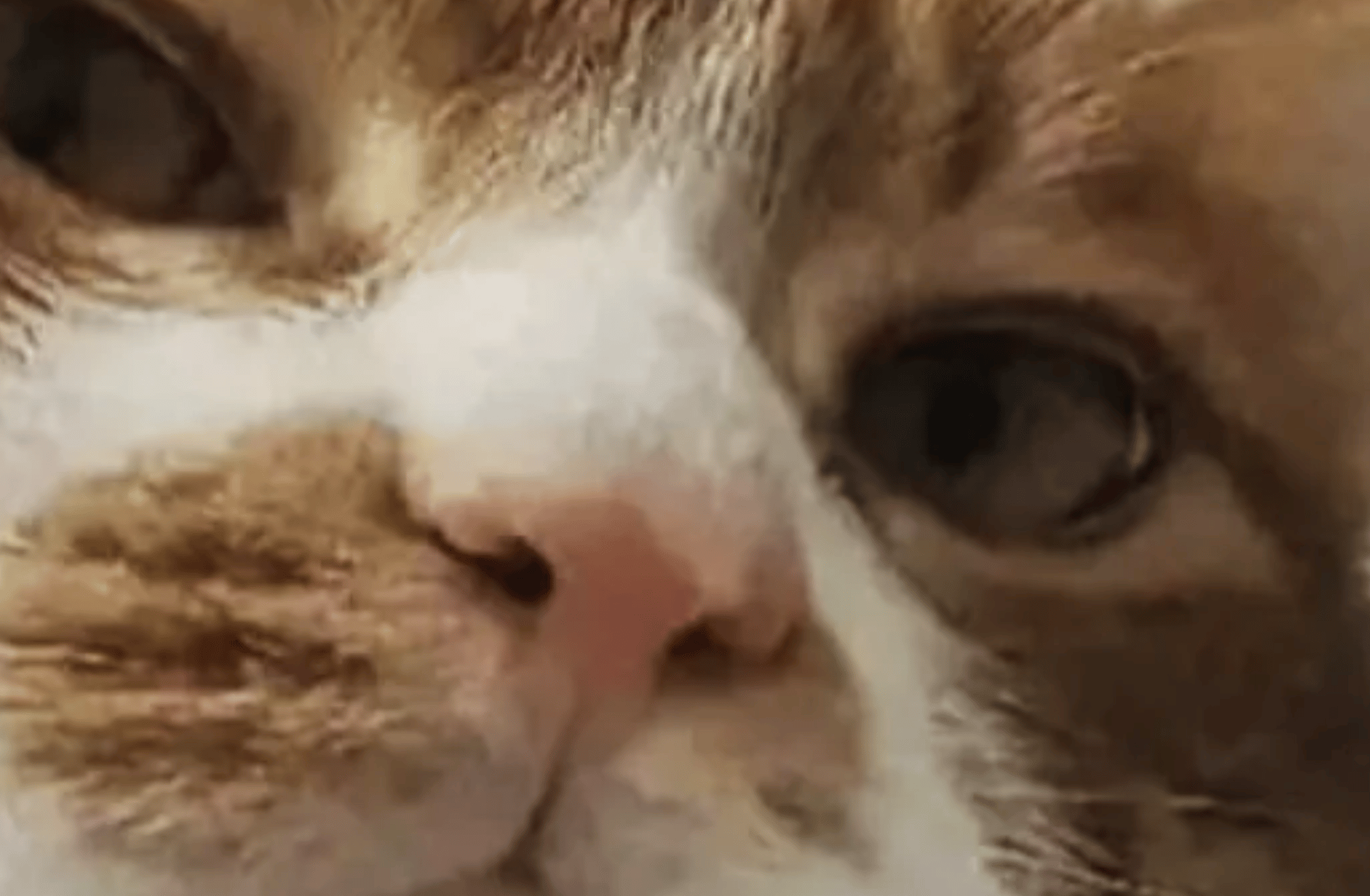 Tsuki the Moon cat