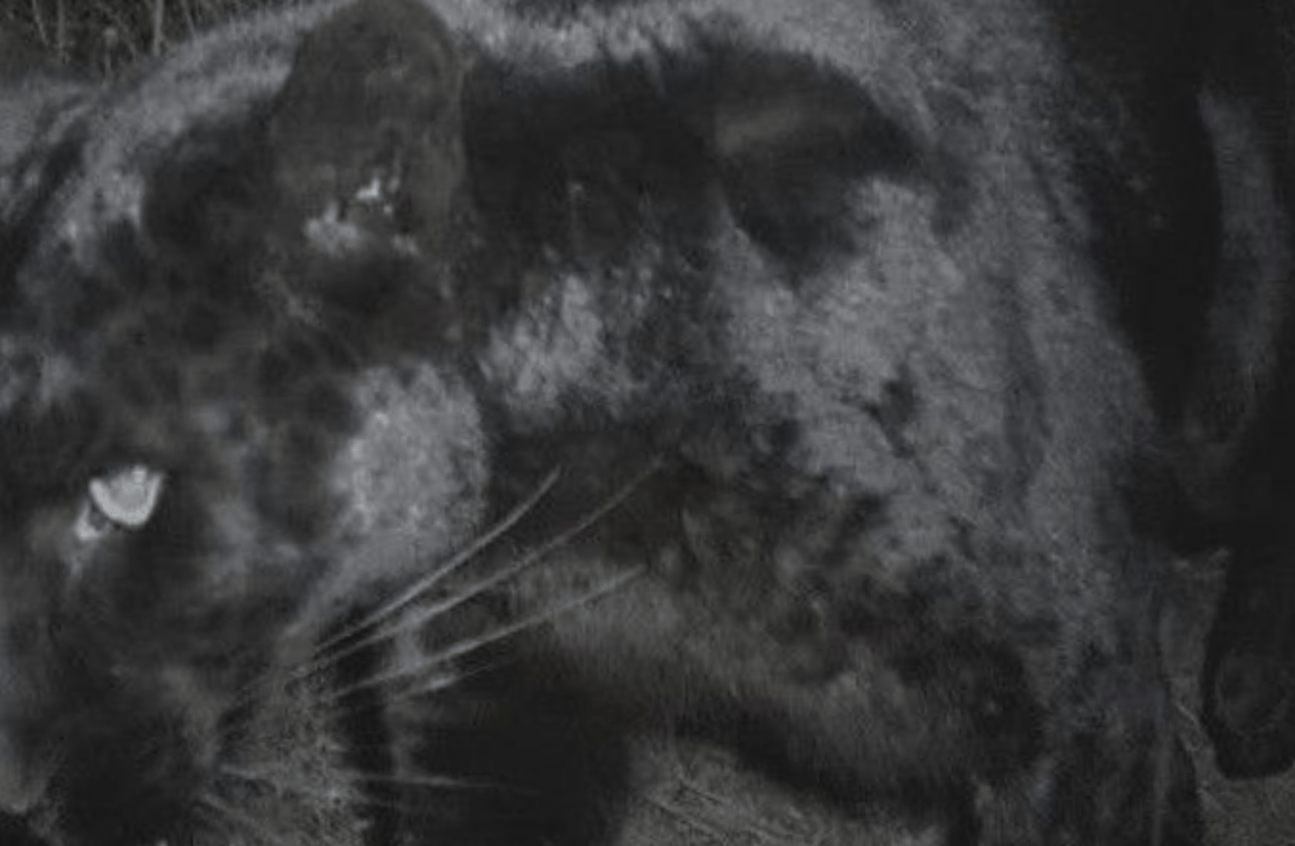 Dan (NSFW,Psycho friend)