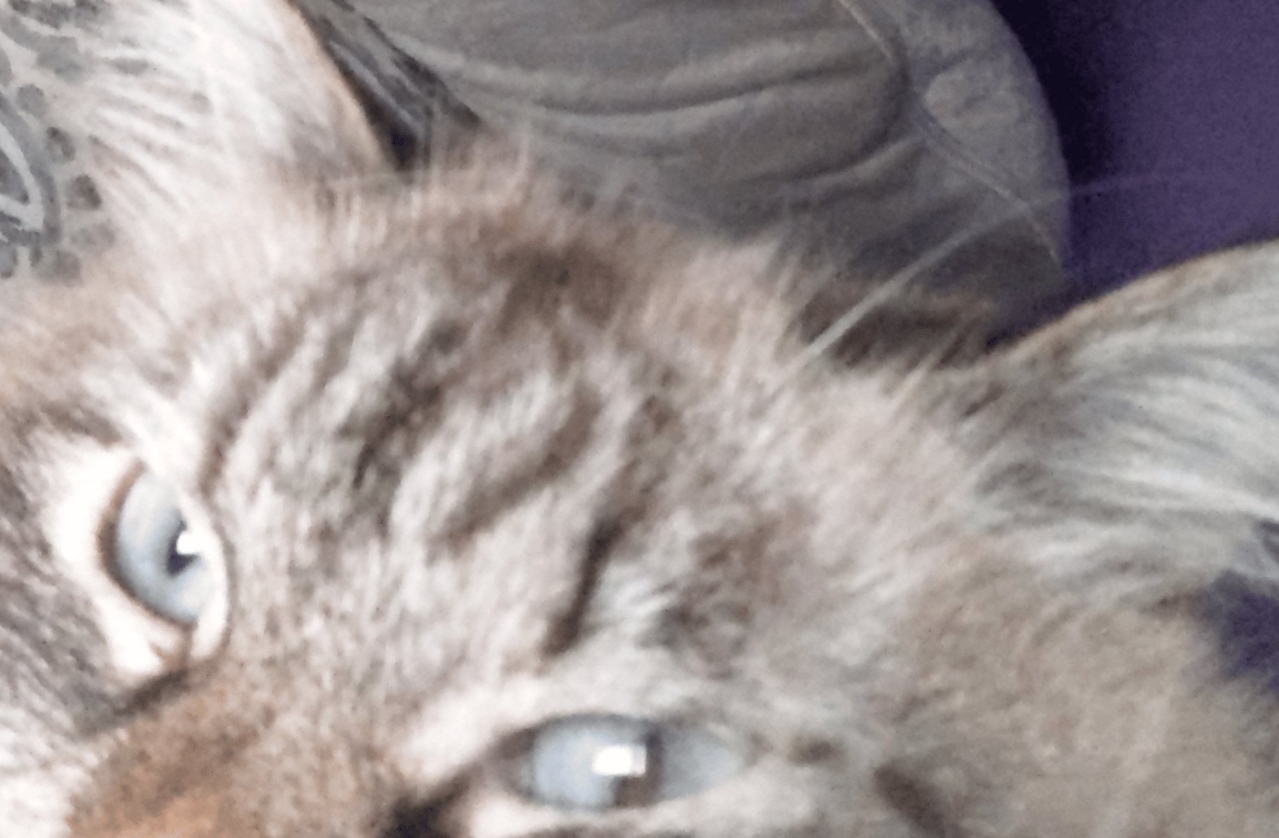 Masky