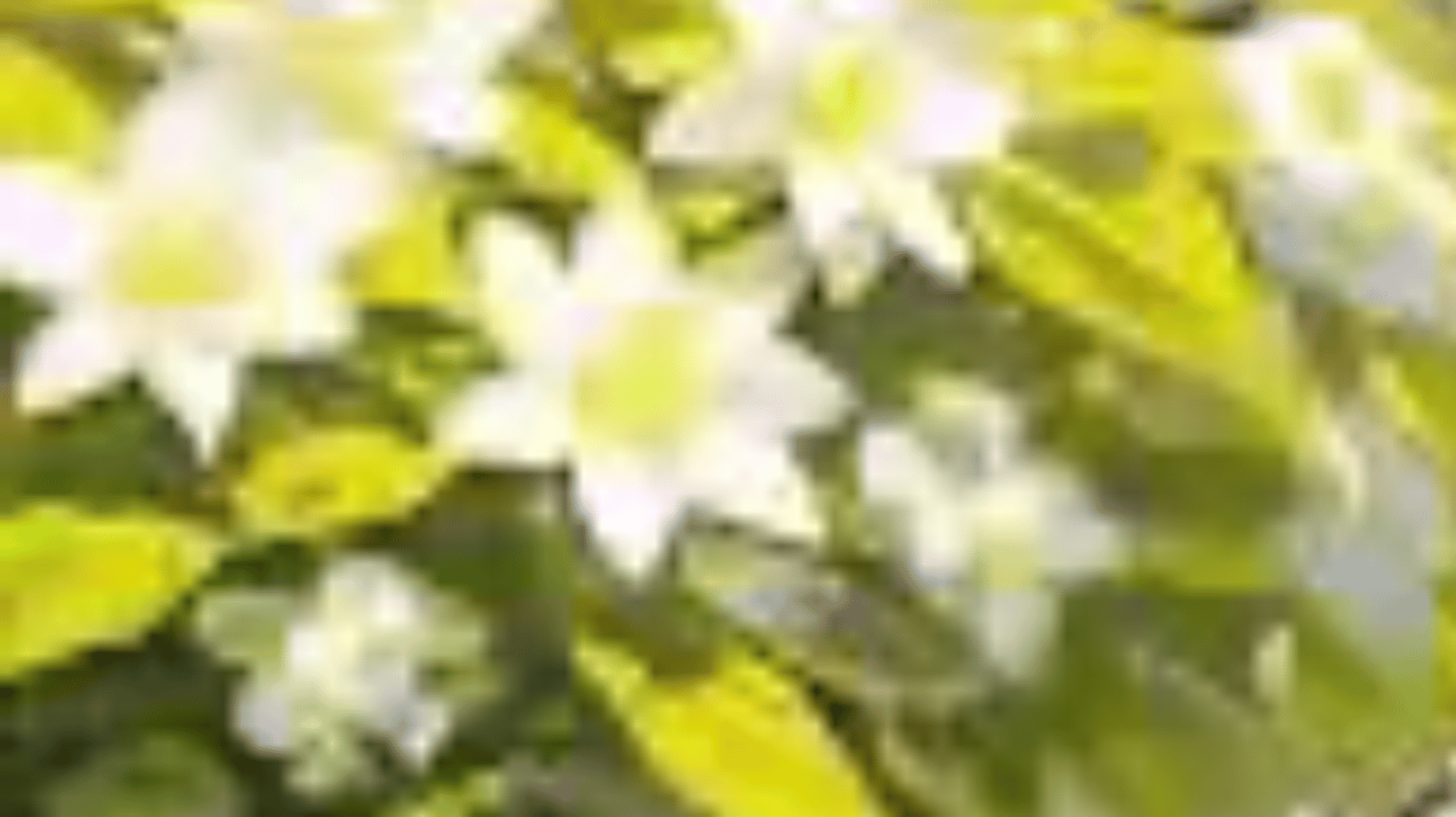 Heather