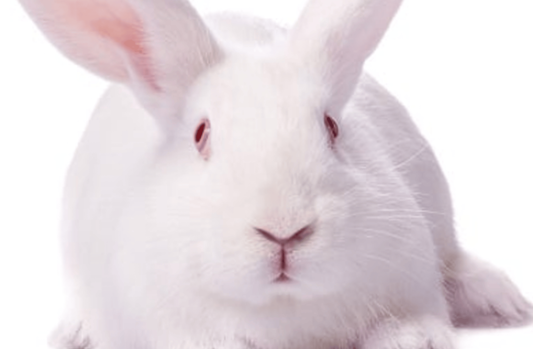 Racist rabbit