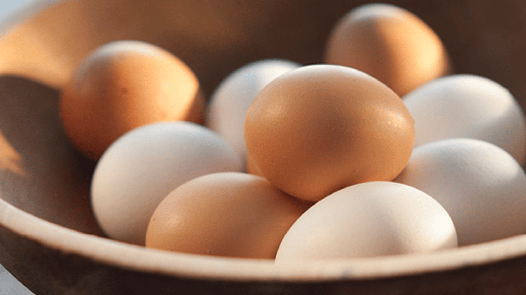An Egg