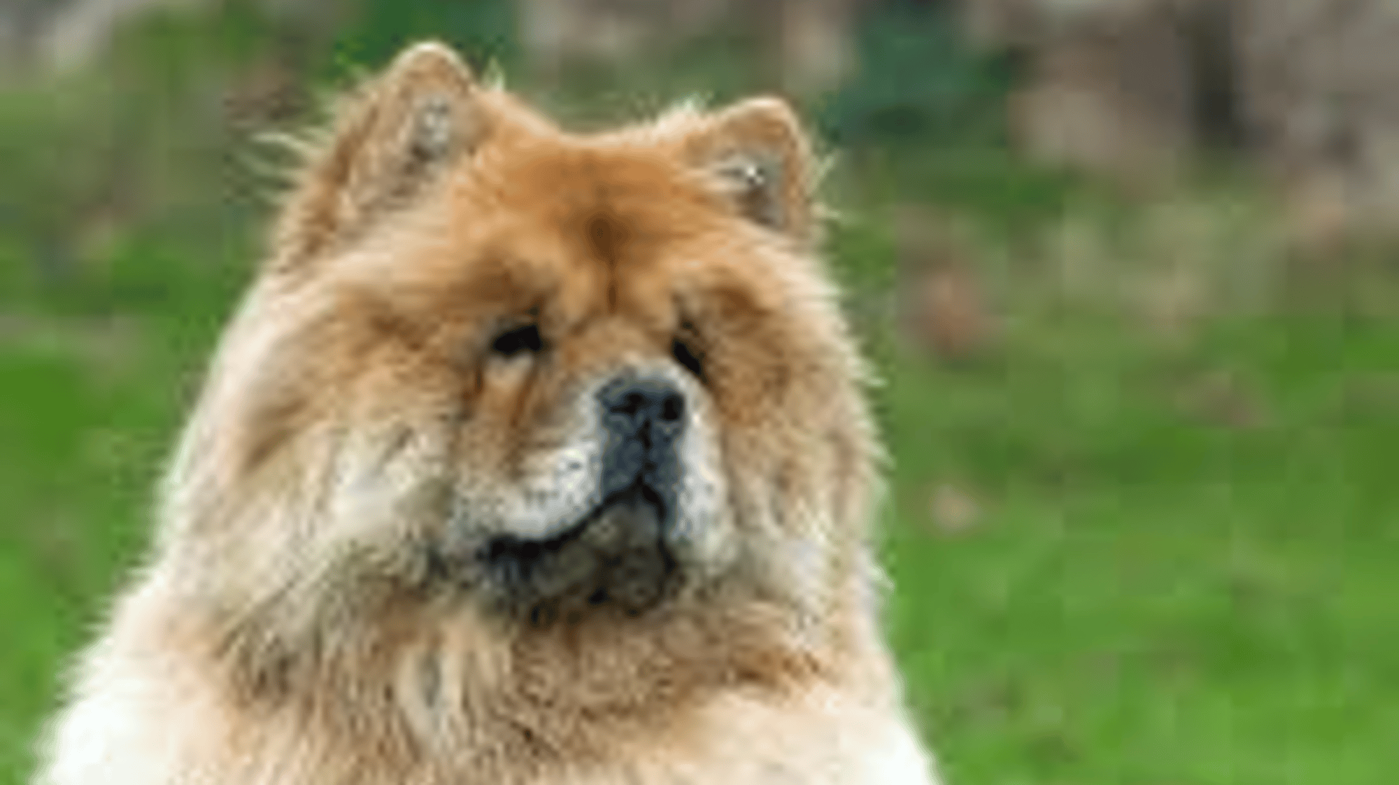 what's up dog