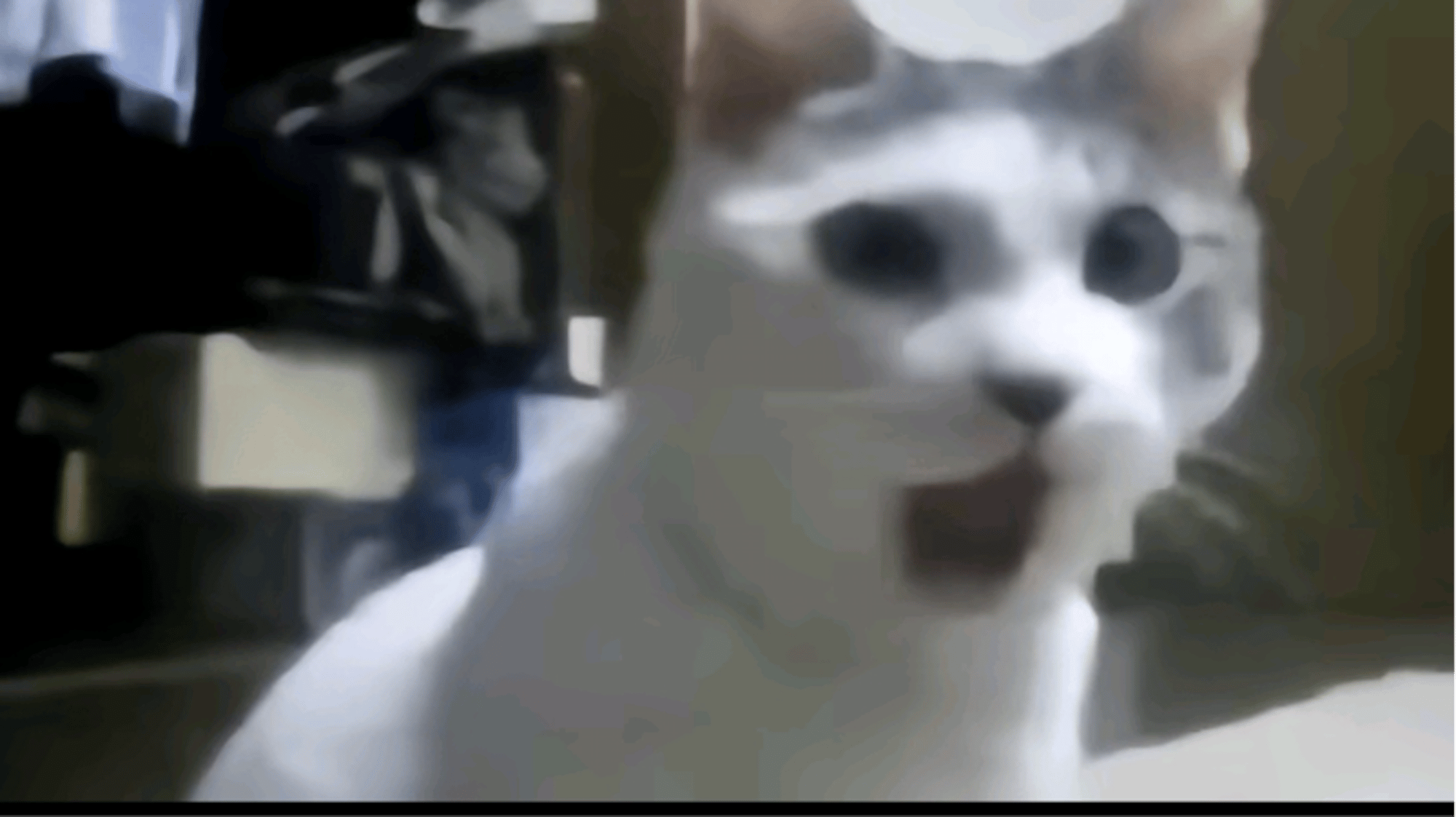 Depressed cat