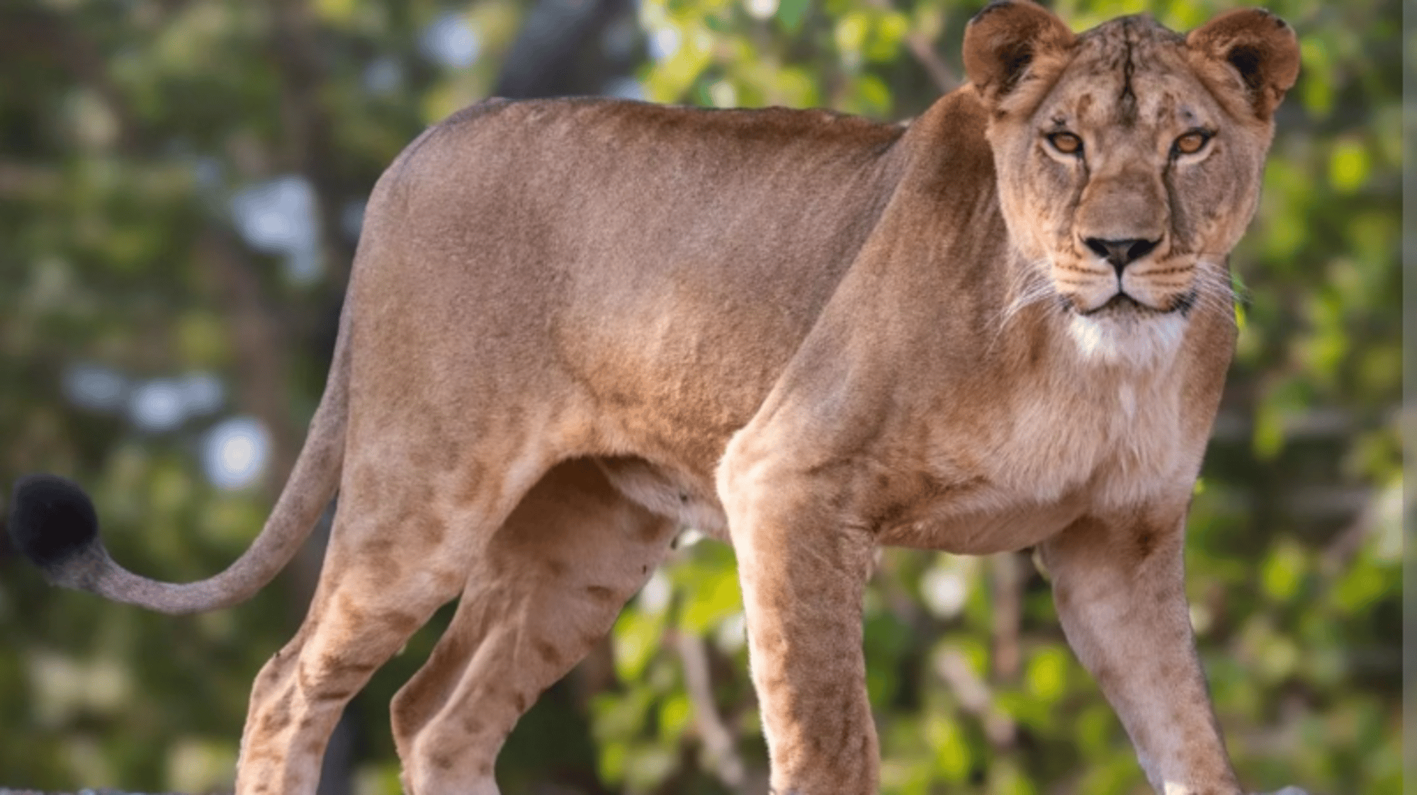 Lioness