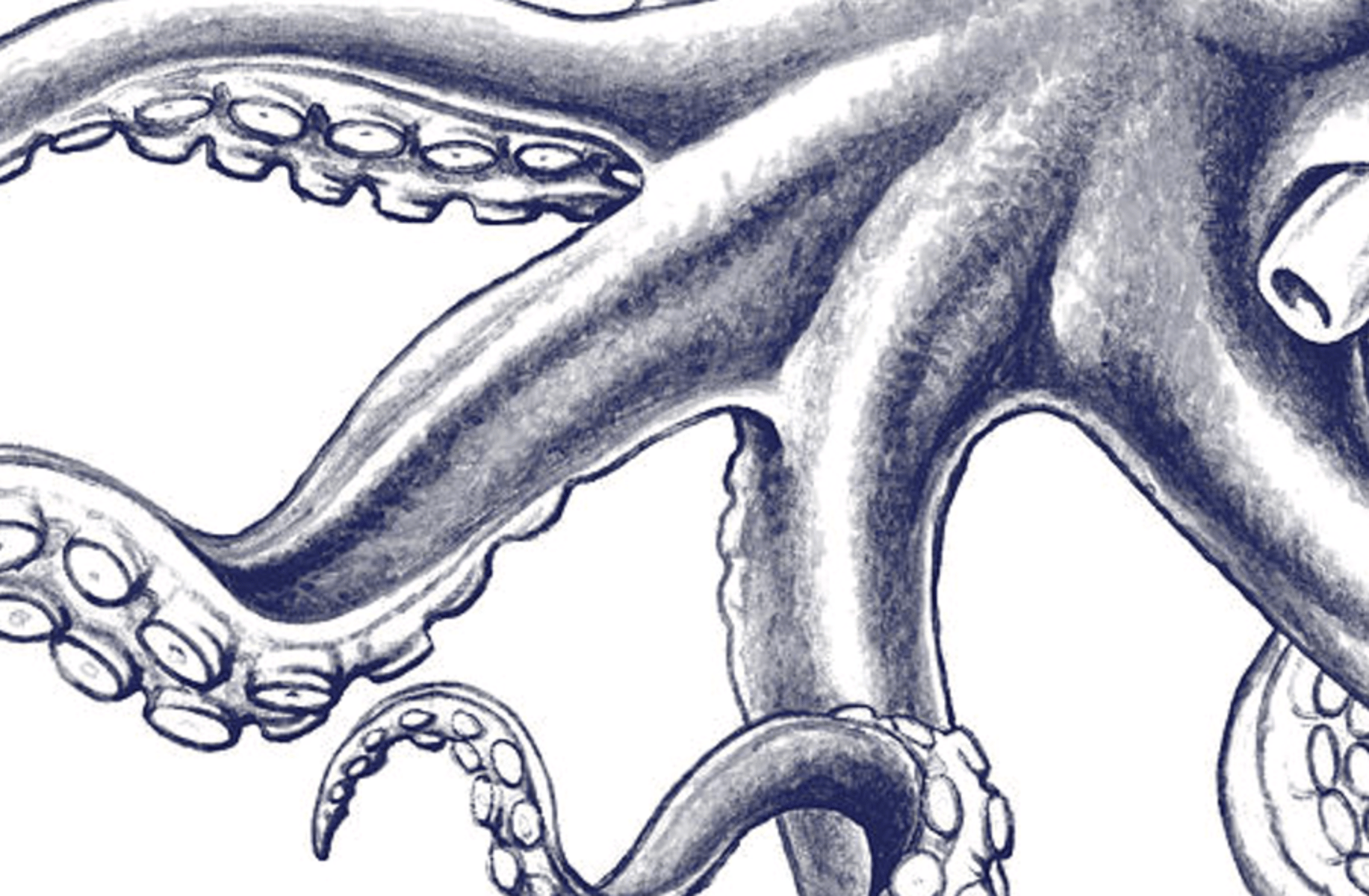 Octopus