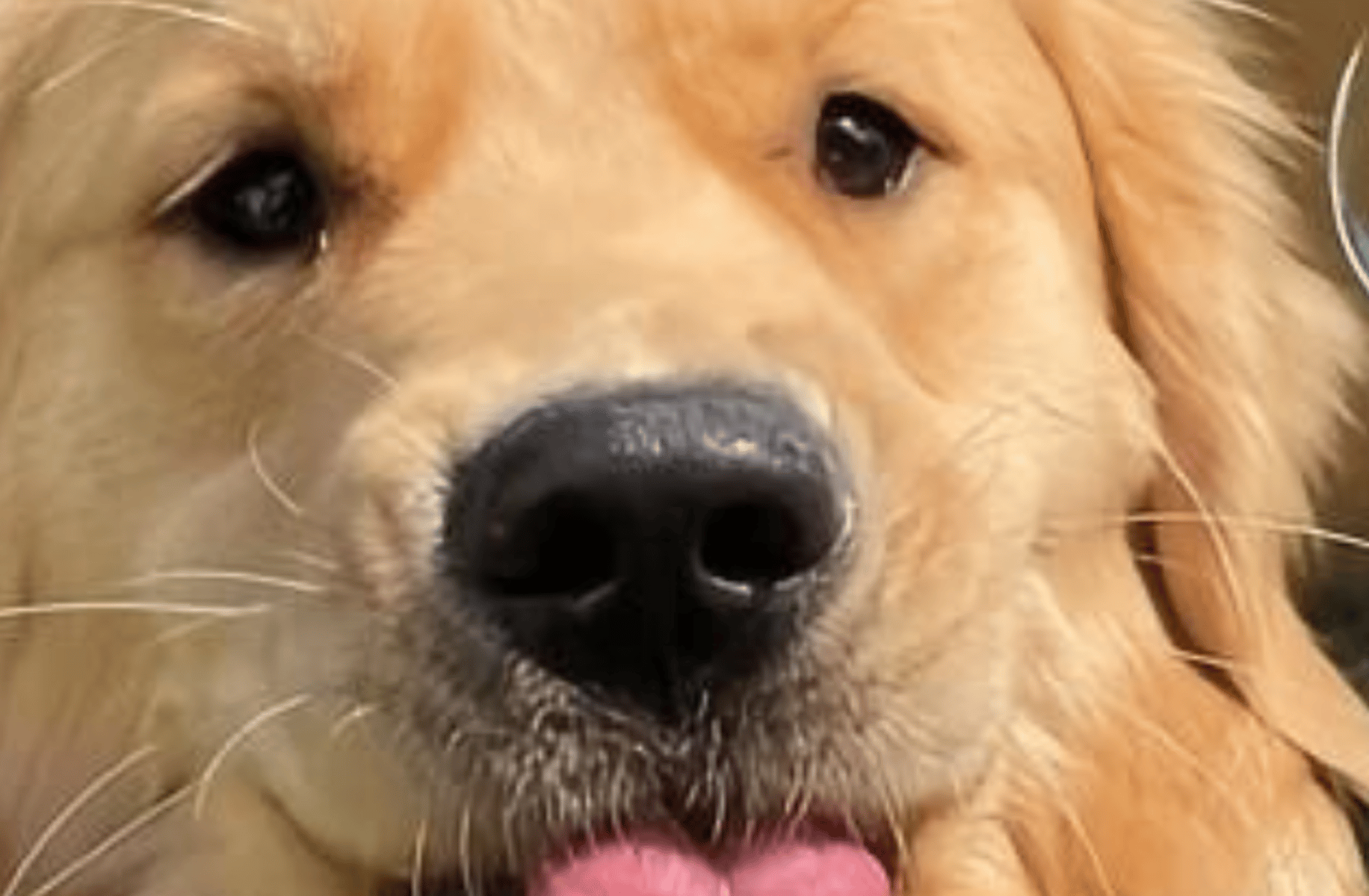Golden retriever