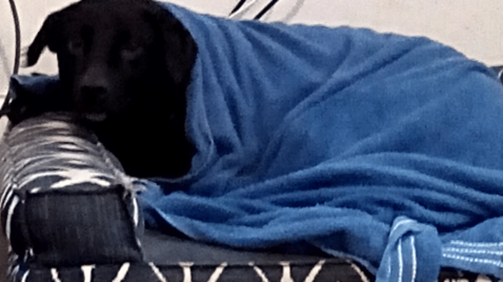 Black dog