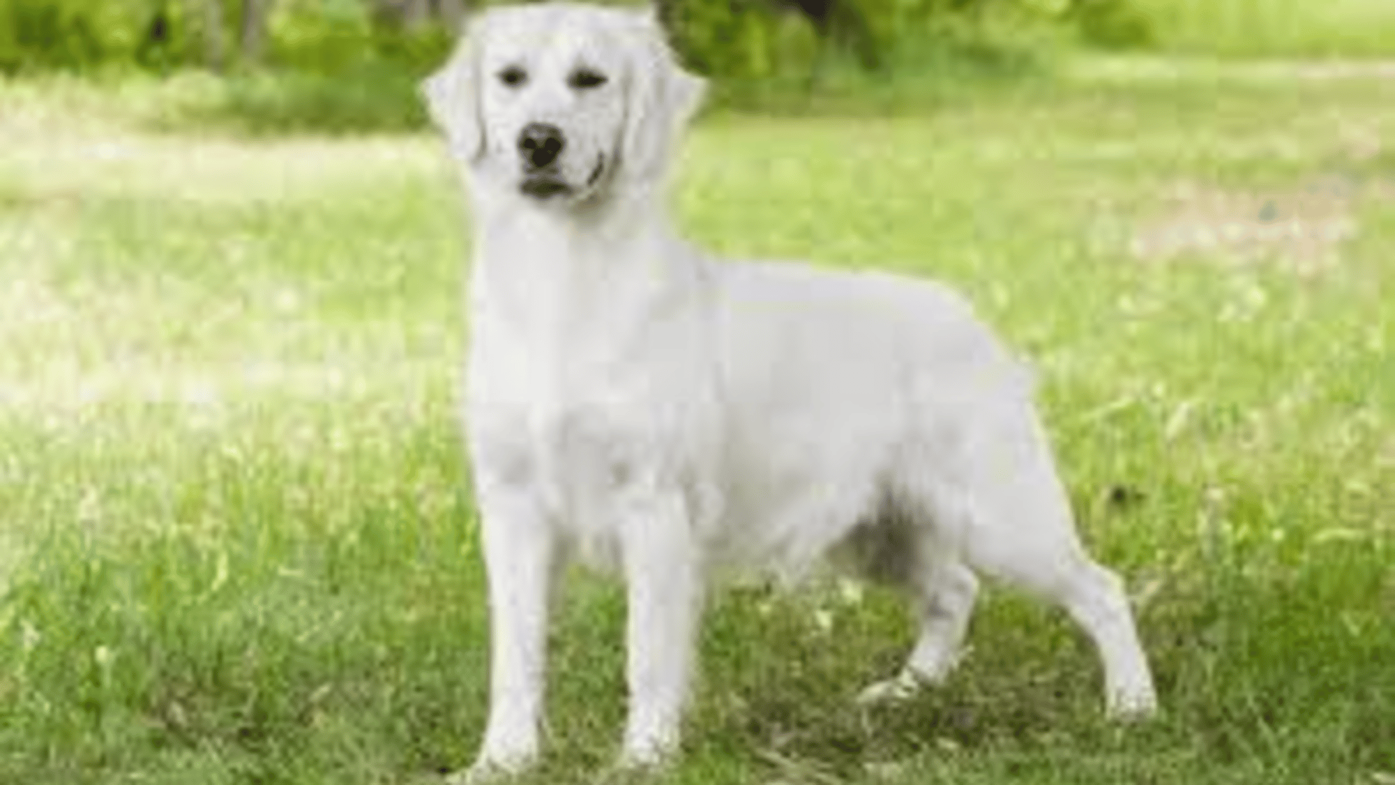 Female Dog (in heat)