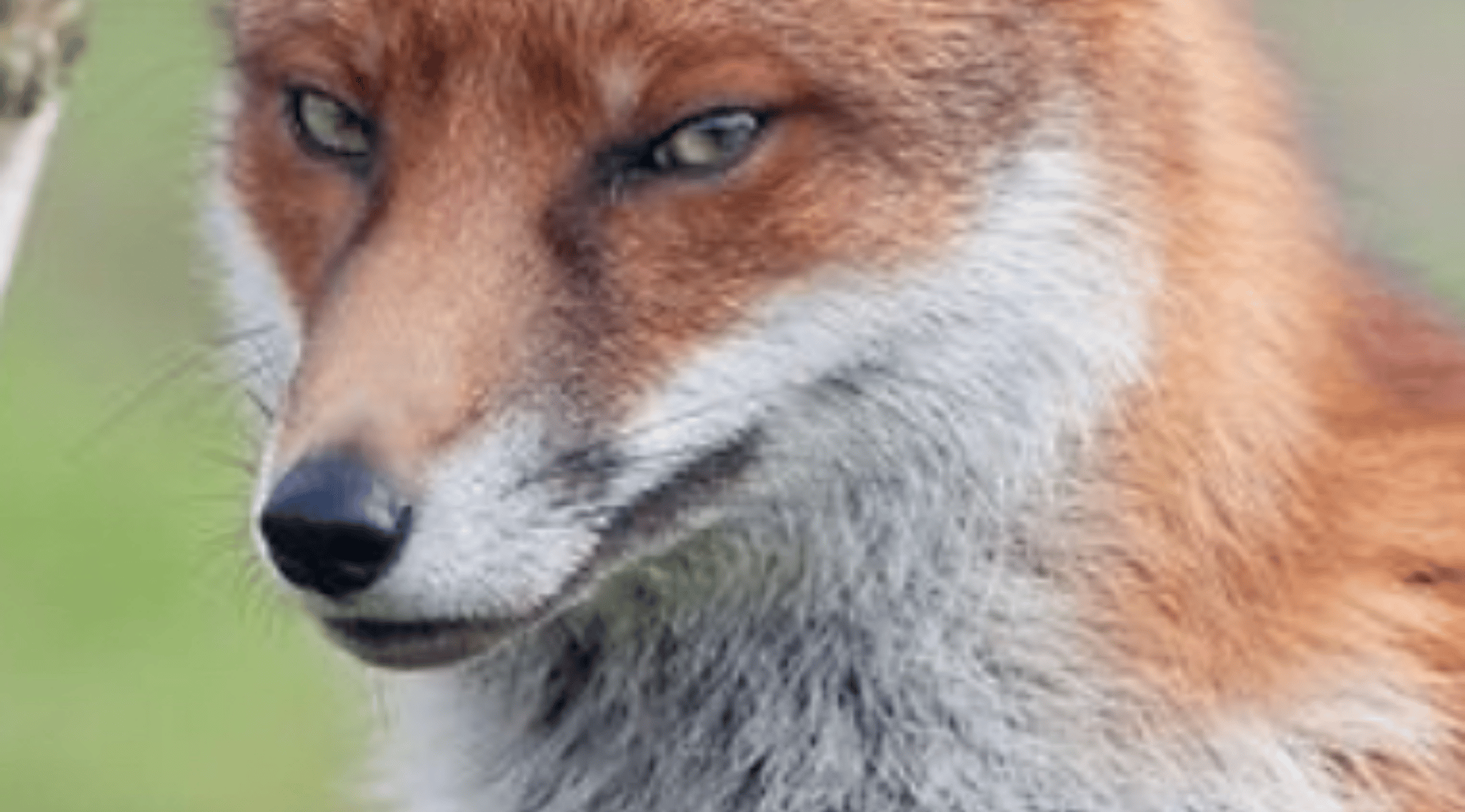 Animal OC Maker