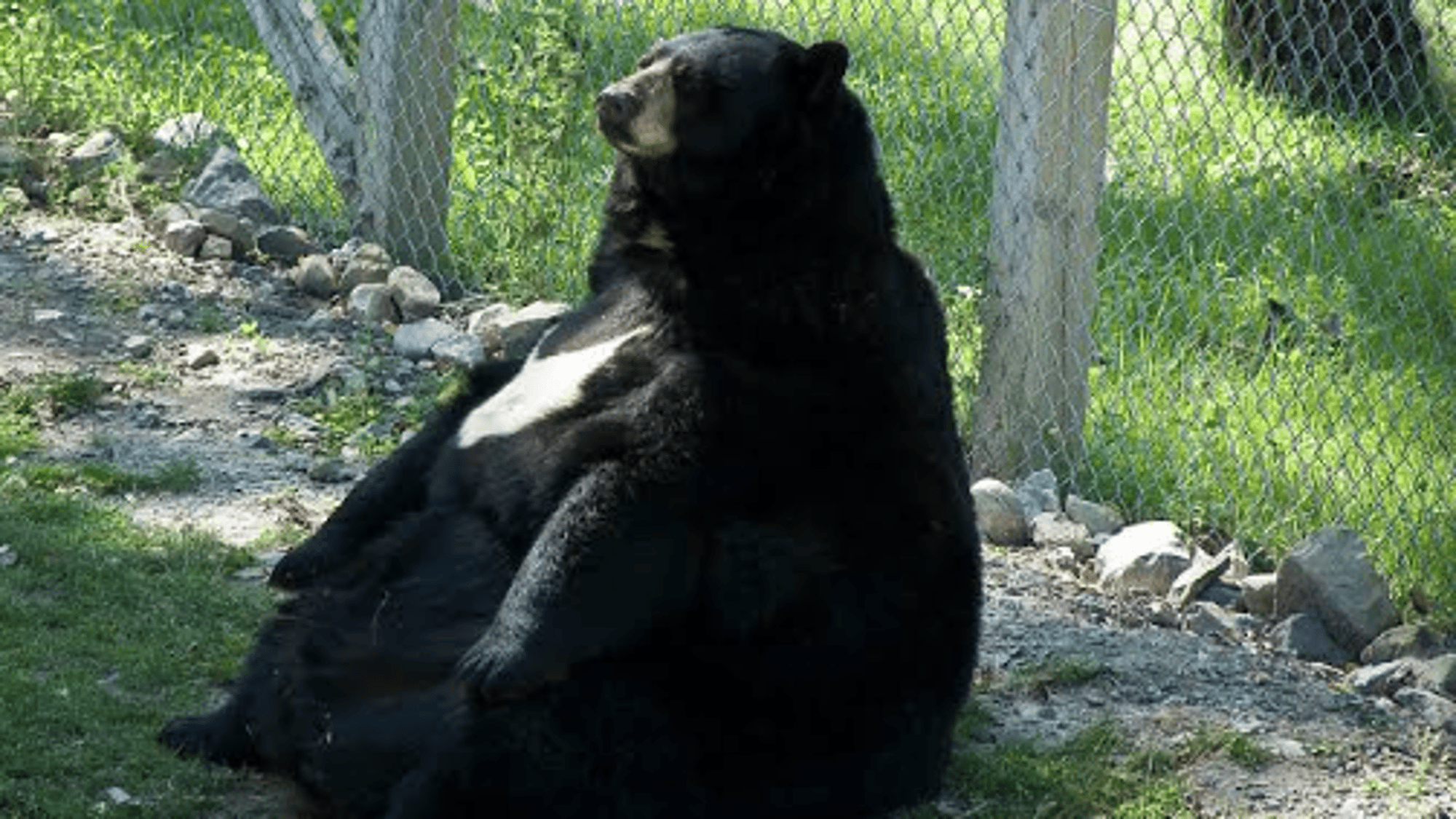 Big fat black bear