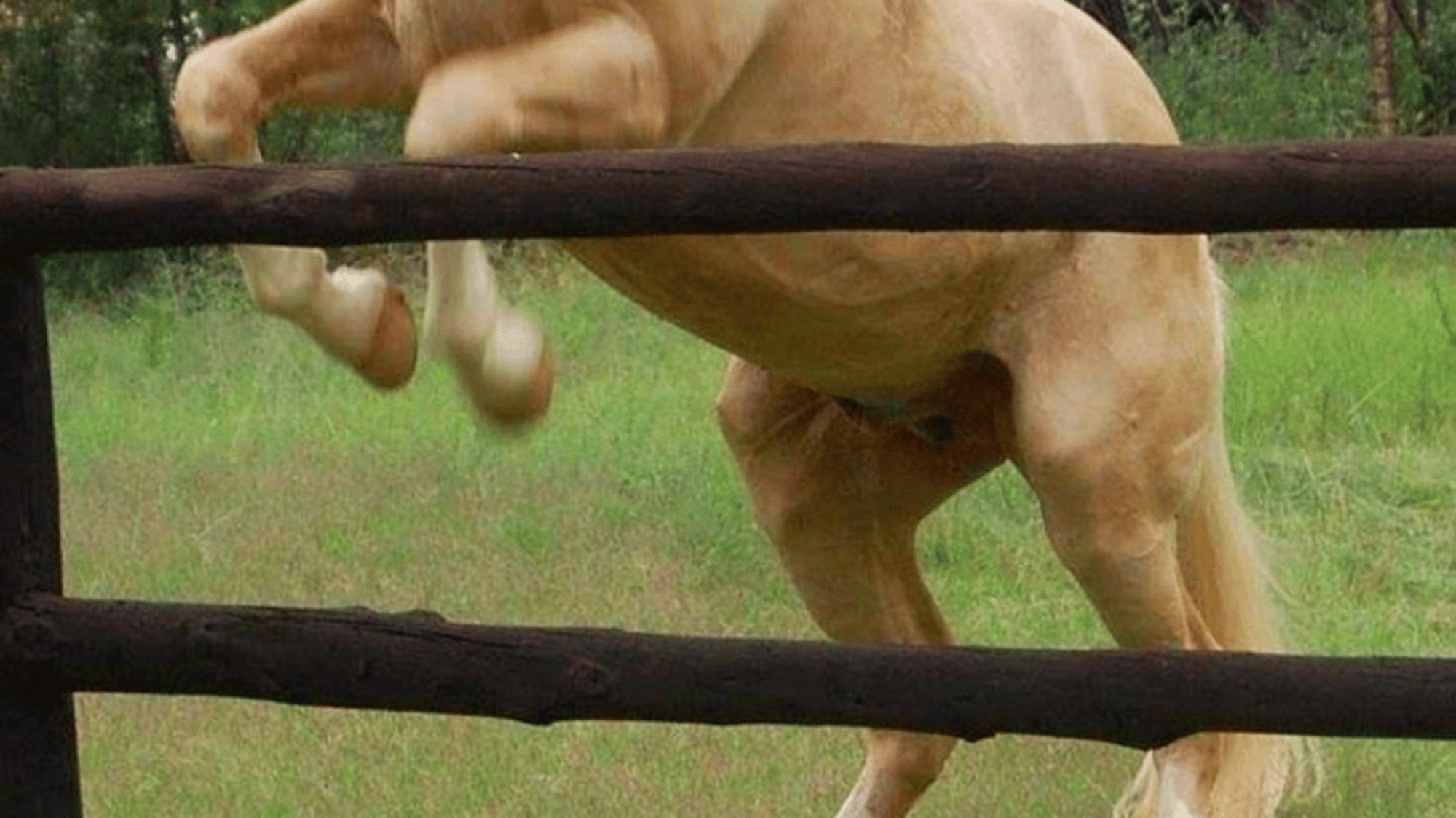 Horse toy