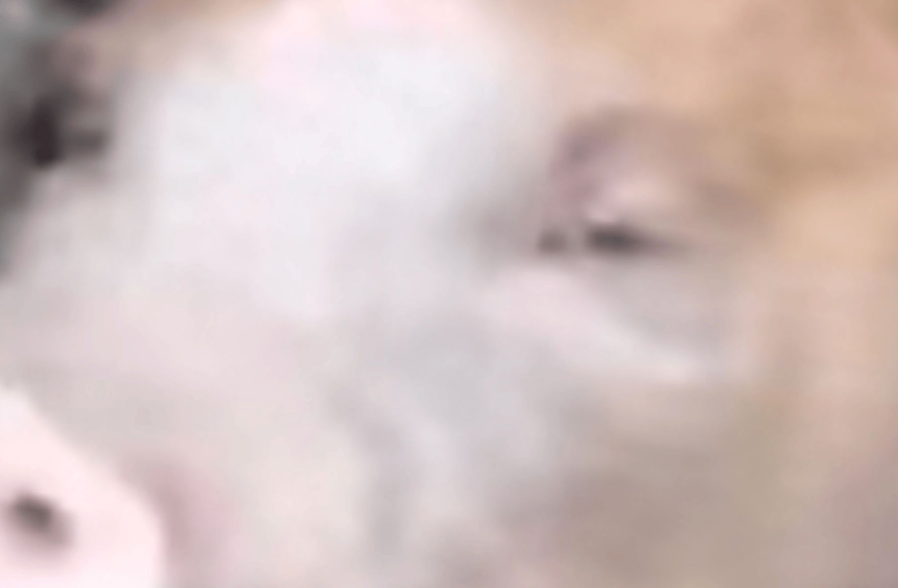 Nadia the pig