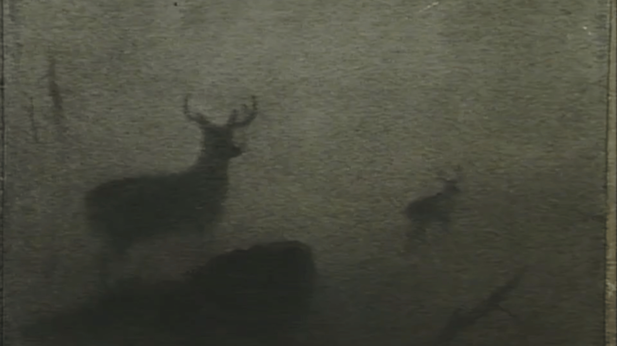 Bambi