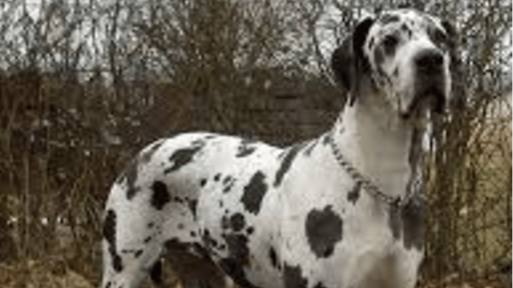 Hector the dog