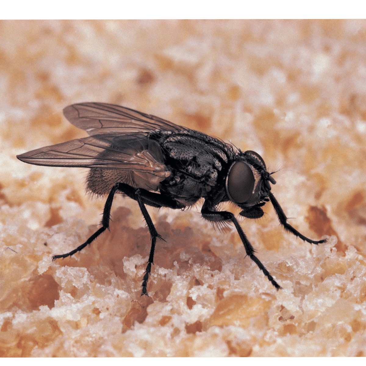 Fly Bug Dopple ai