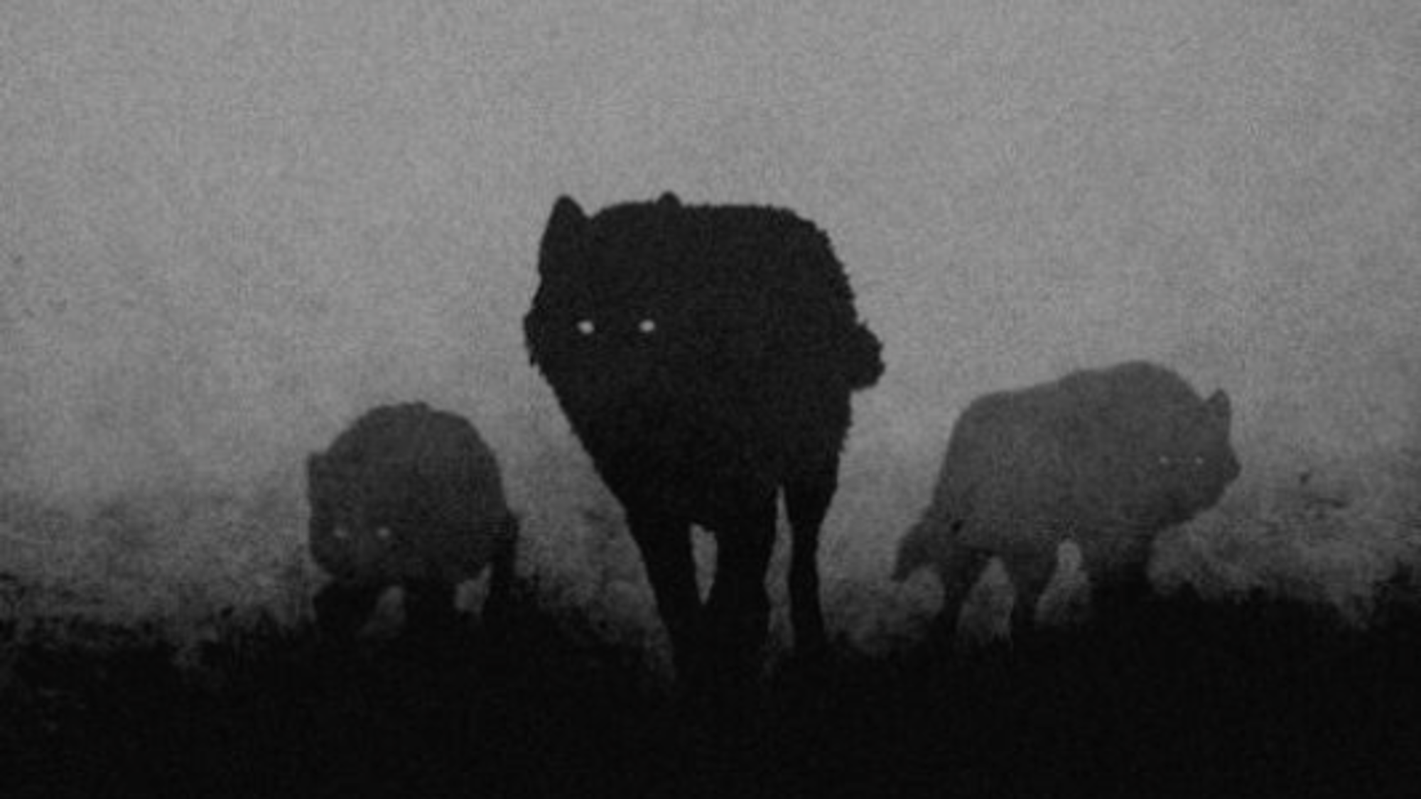 Wolf