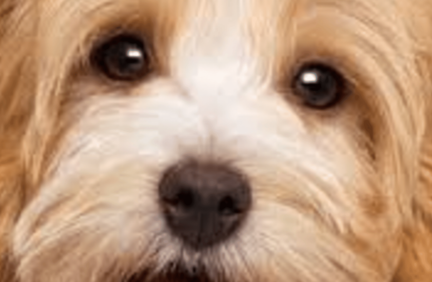 Baby puppy