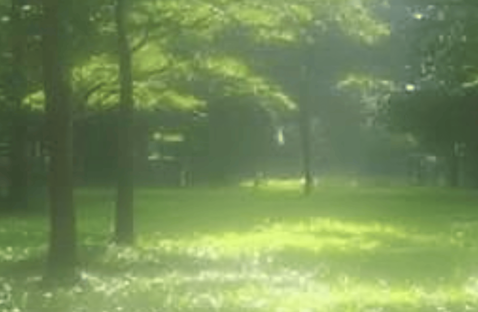 Millennial Tree Cookie