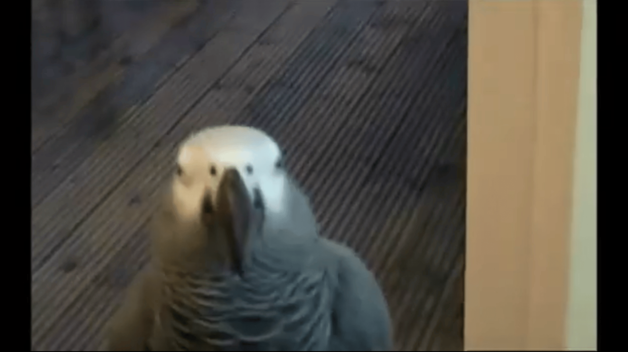 Boy
