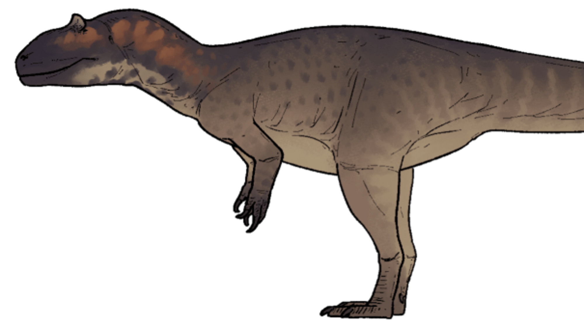 Allosaurus anax