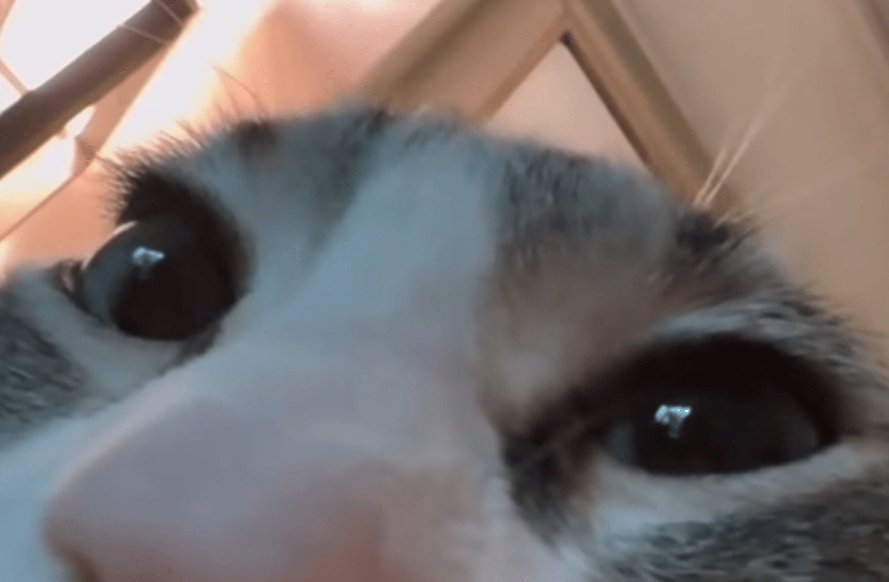 Gato