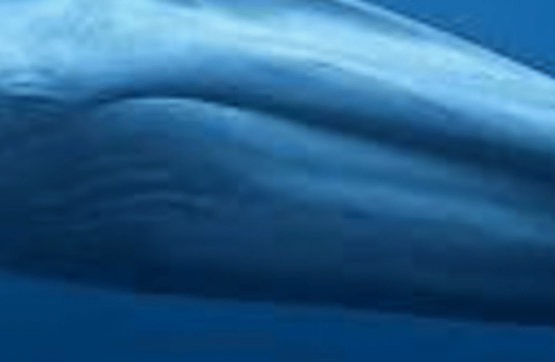 Blue Whale