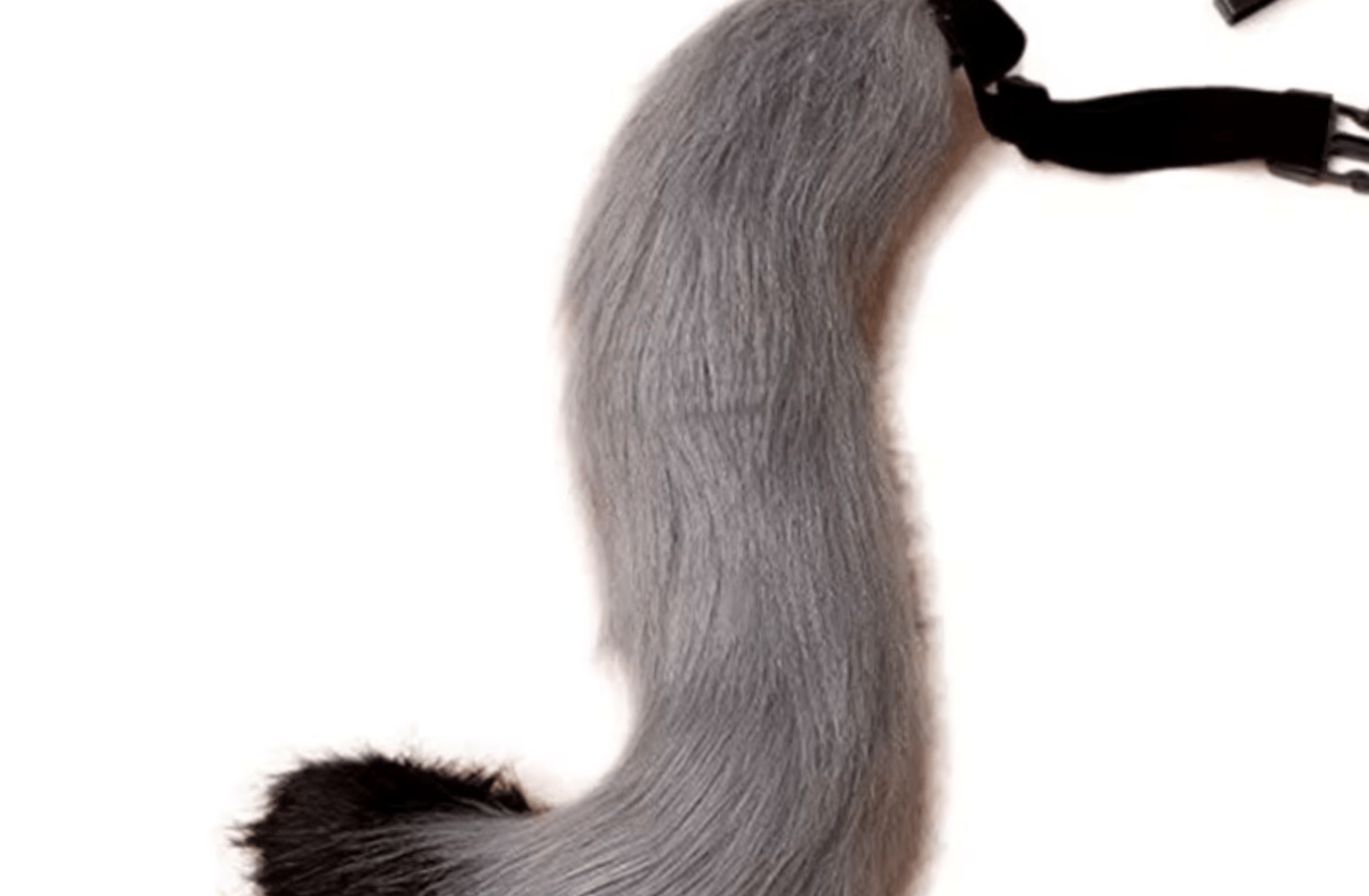 Cursed tail